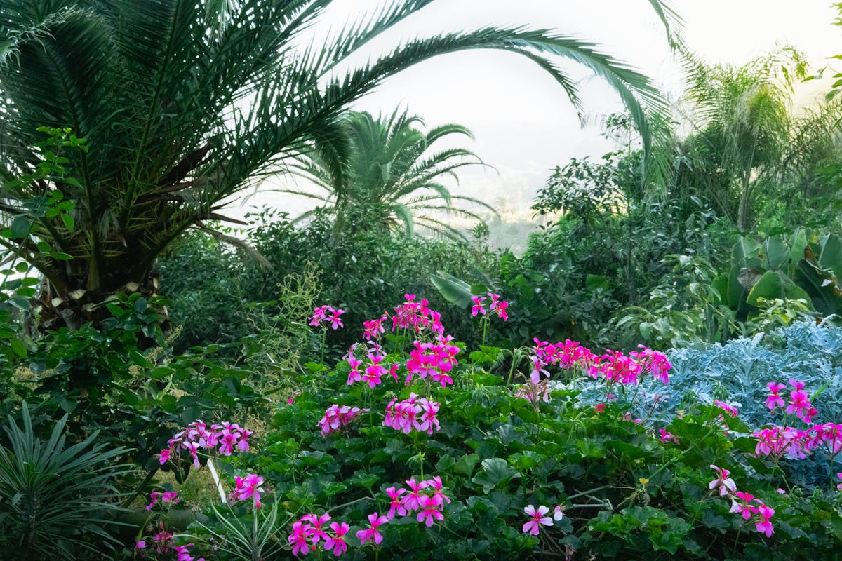 Jardin exotique avec palmiers à Nice
